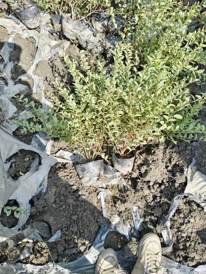 重庆金姬小蜡批发重庆苗木基地供应各类规格金姬小蜡基地