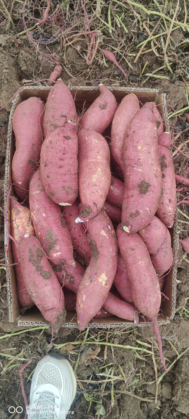 山东板栗薯