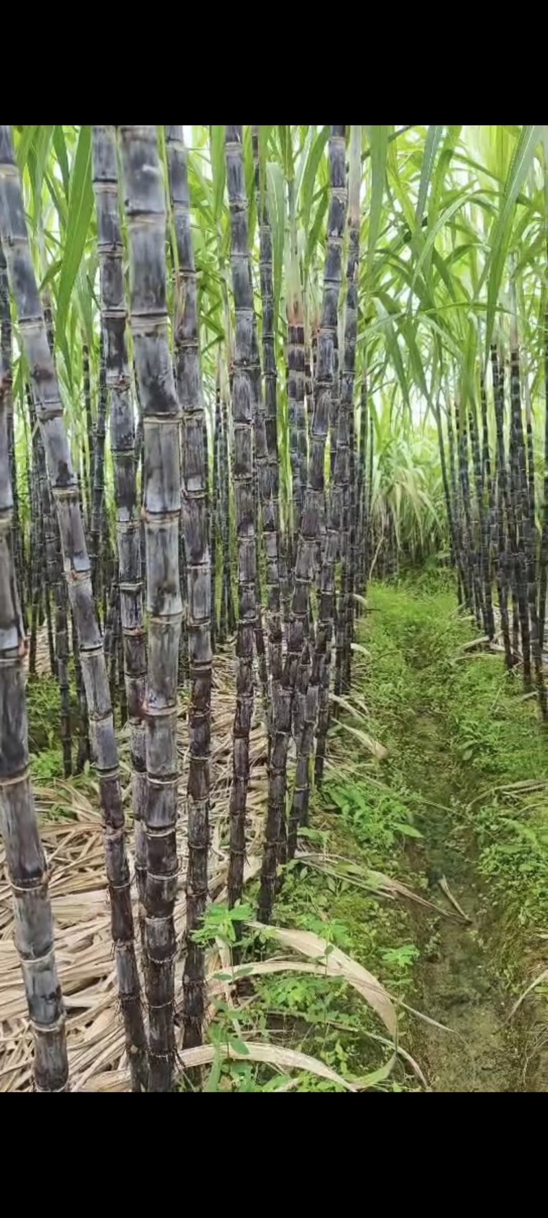 广西黑皮甘蔗，脆甜汁多，甜度好节节长，品质保证诚信合作！