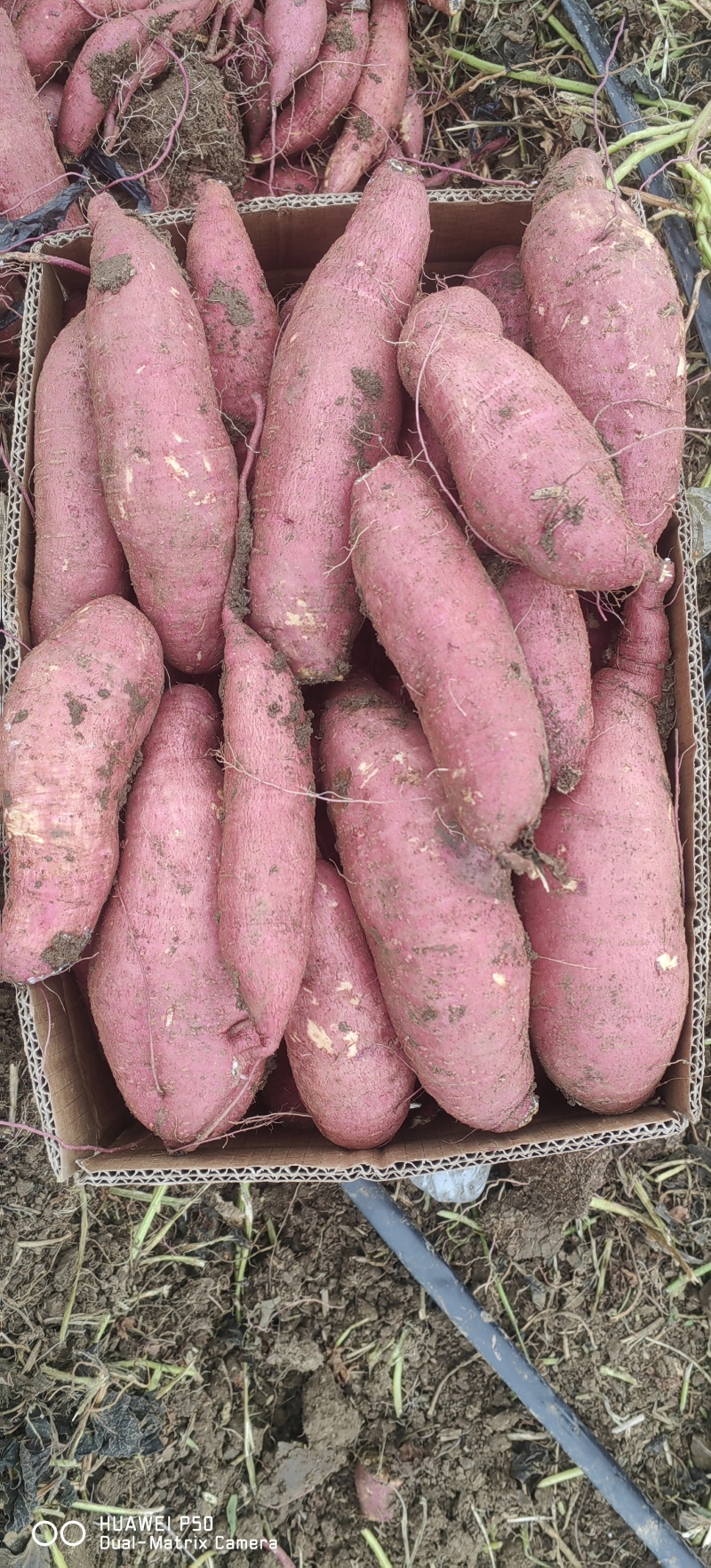 山东板栗薯