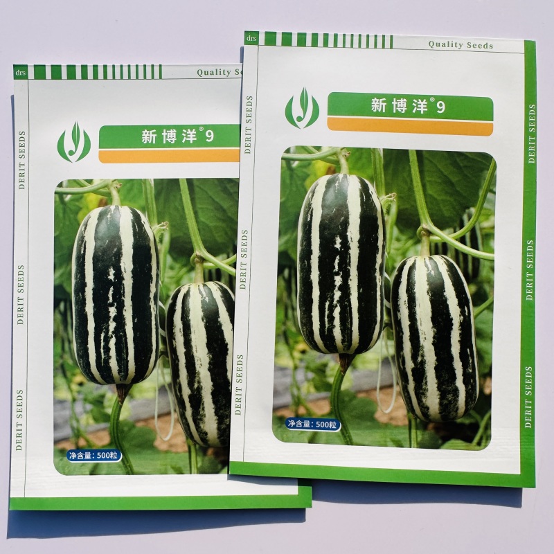 新博洋9号甜瓜种子德瑞特甜瓜种子酥脆香甜绿肉桔红瓤薄皮
