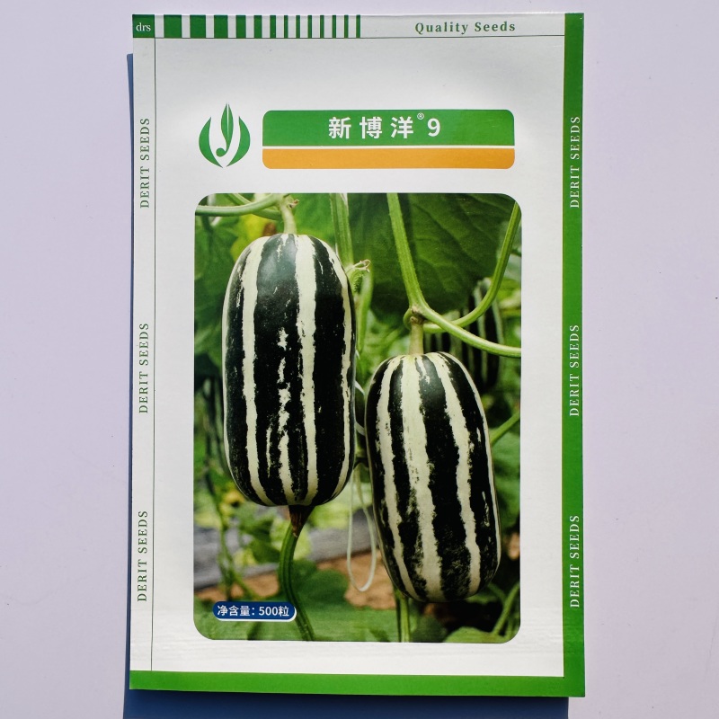 新博洋9号甜瓜种子德瑞特甜瓜种子酥脆香甜绿肉桔红瓤薄皮