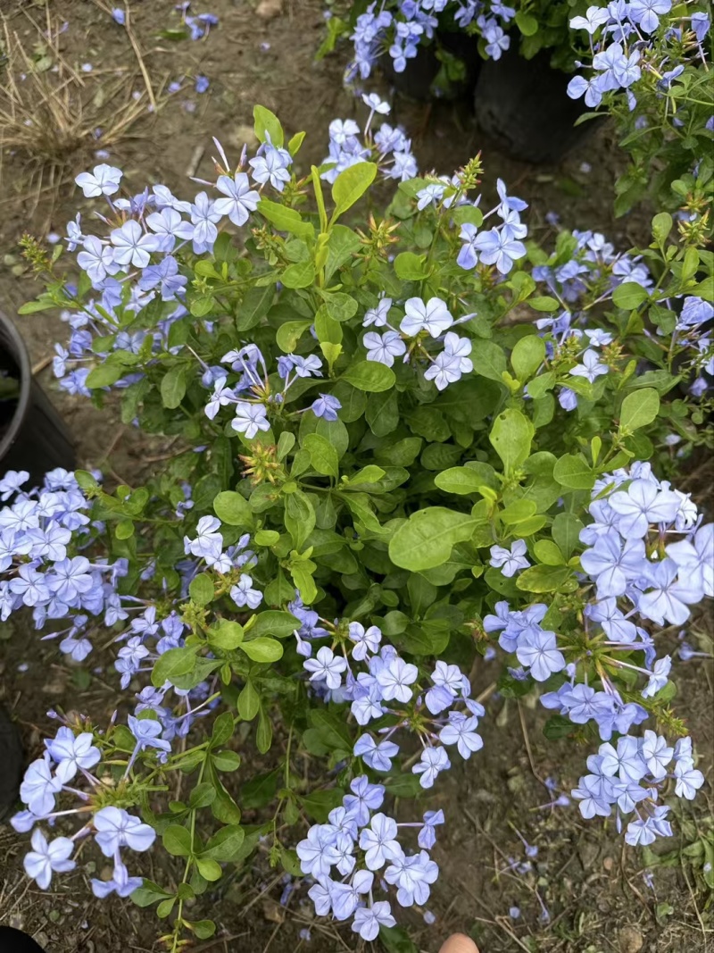 贵州蓝雪花批发贵州苗木基地供应各类规格蓝雪花基地