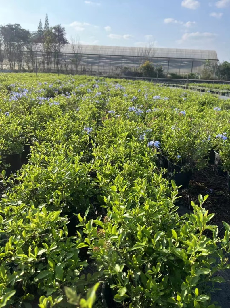 贵州蓝雪花批发贵州苗木基地供应各类规格蓝雪花基地