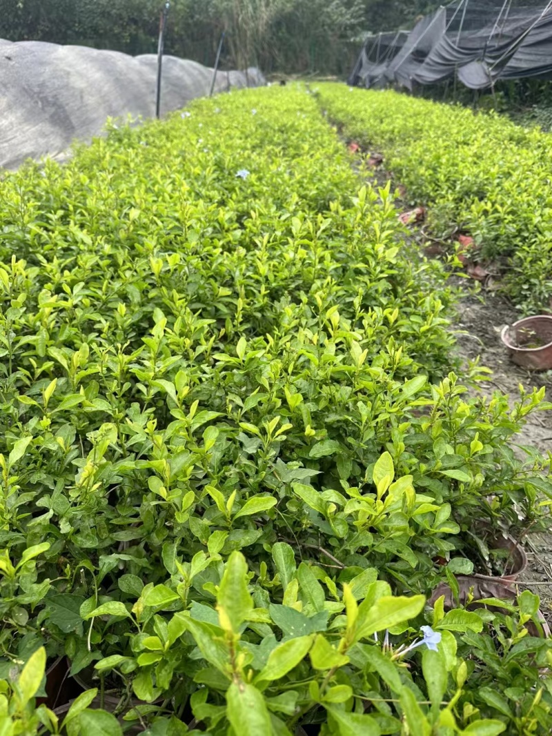 贵州蓝雪花批发贵州苗木基地供应各类规格蓝雪花基地