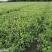 贵州蓝雪花批发贵州苗木基地供应各类规格蓝雪花基地