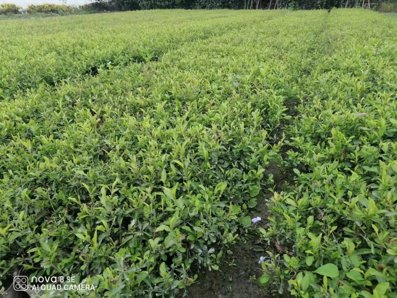 贵州蓝雪花批发贵州苗木基地供应各类规格蓝雪花基地