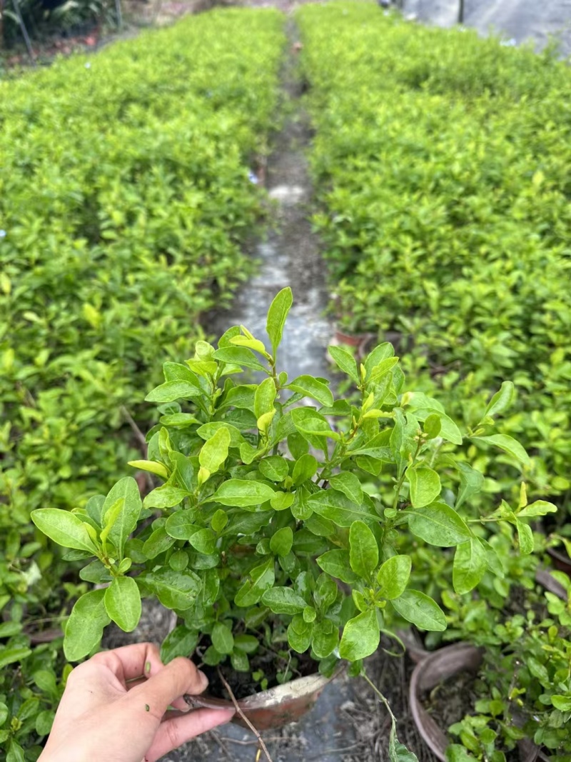 贵州蓝雪花批发贵州苗木基地供应各类规格蓝雪花基地