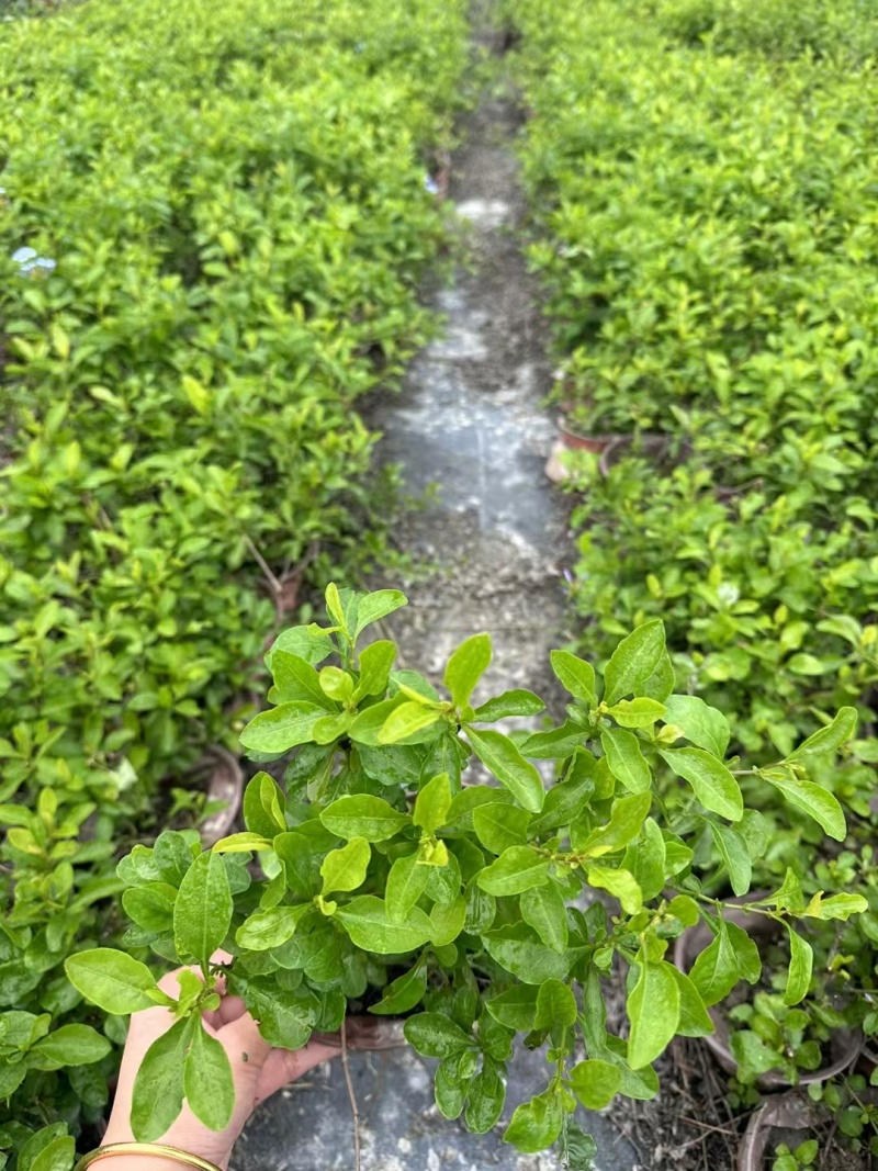 贵州蓝雪花批发贵州苗木基地供应各类规格蓝雪花基地