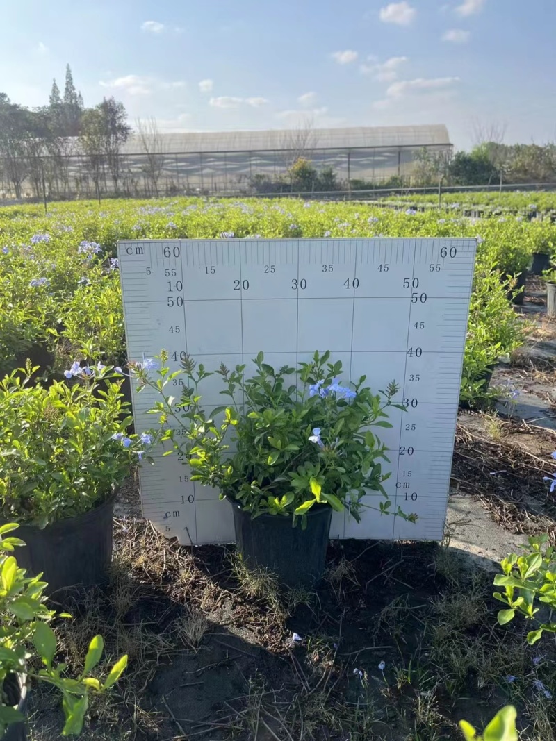 贵州蓝雪花批发贵州苗木基地供应各类规格蓝雪花基地