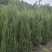 成都高度150公分塔柏250公分塔柏批发成都苗木基地