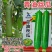 新创青油丝瓜种子早熟杂交短棒肉厚味浓皮绿油亮丝瓜种子蔬菜