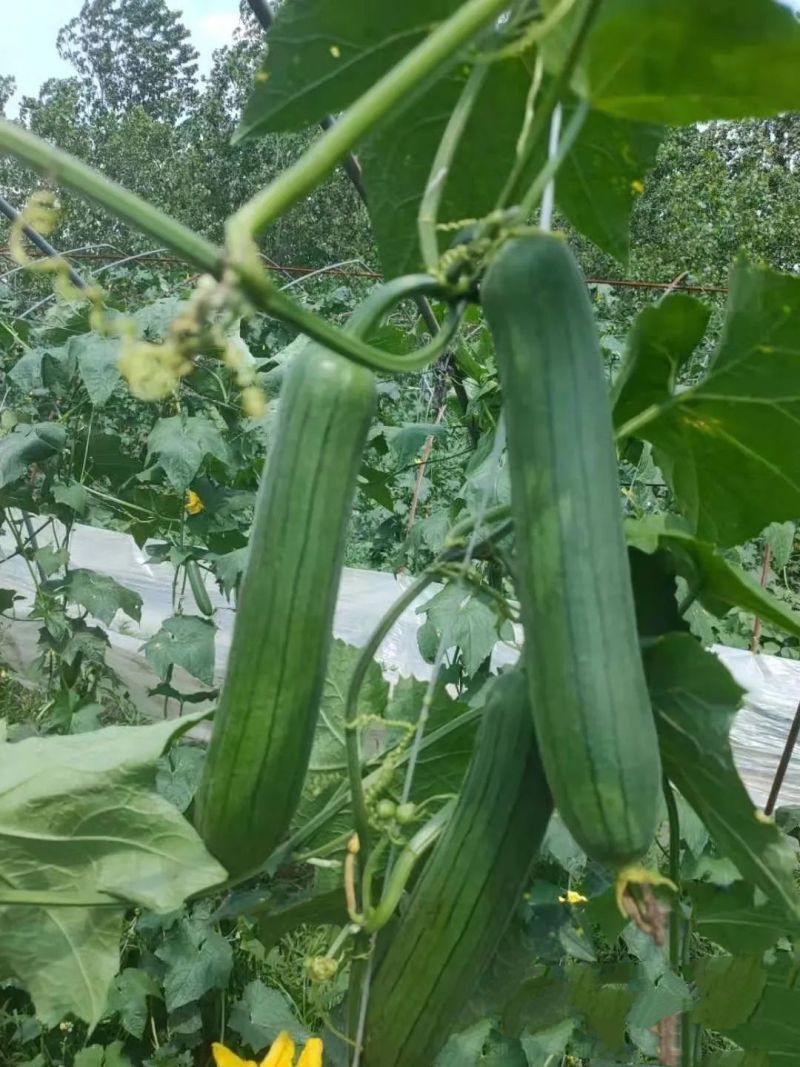 新创青油丝瓜种子早熟杂交短棒肉厚味浓皮绿油亮丝瓜种子蔬菜