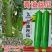新创青油丝瓜种子早熟杂交短棒肉厚味浓皮绿油亮丝瓜种子蔬菜