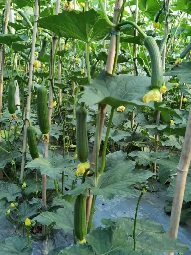 新创青油丝瓜种子早熟杂交短棒肉厚味浓皮绿油亮丝瓜种子蔬菜