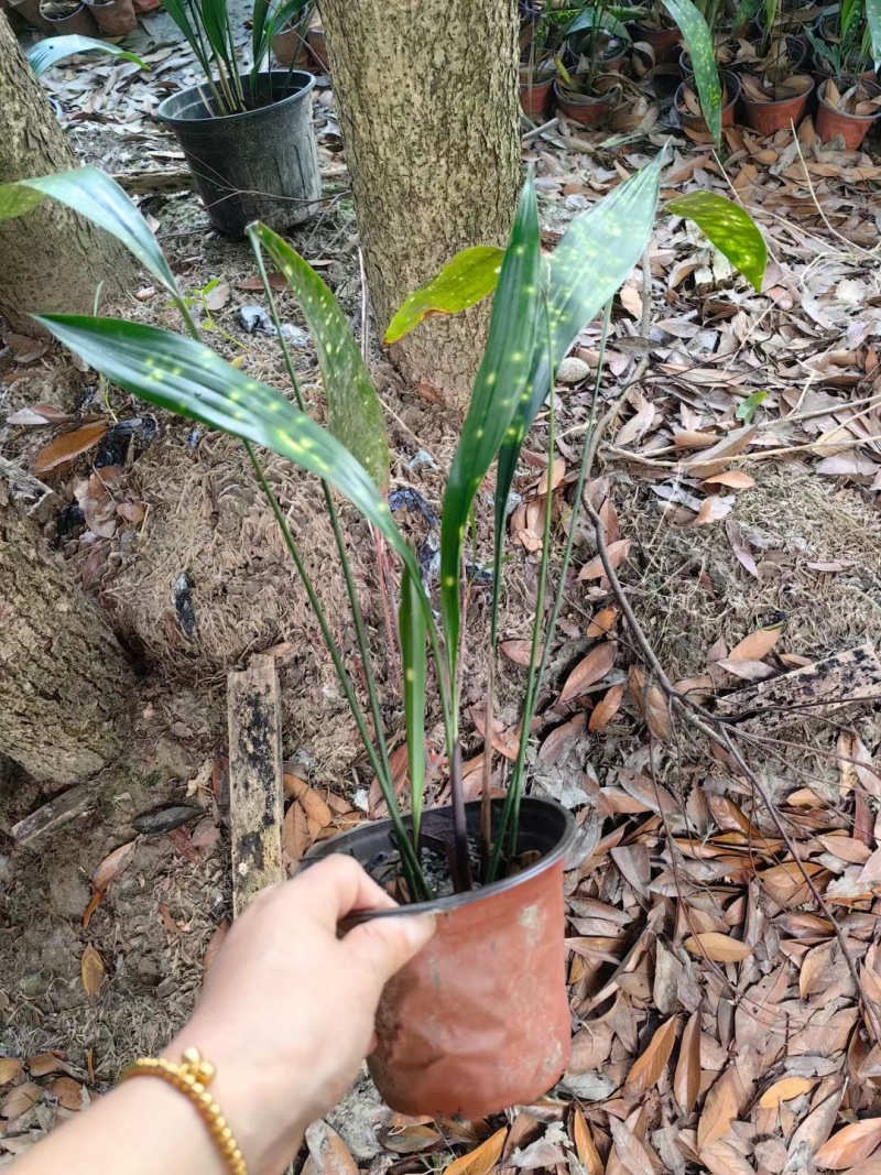 成都一叶兰批发成都苗木基地供应各类规格一叶兰基地直销