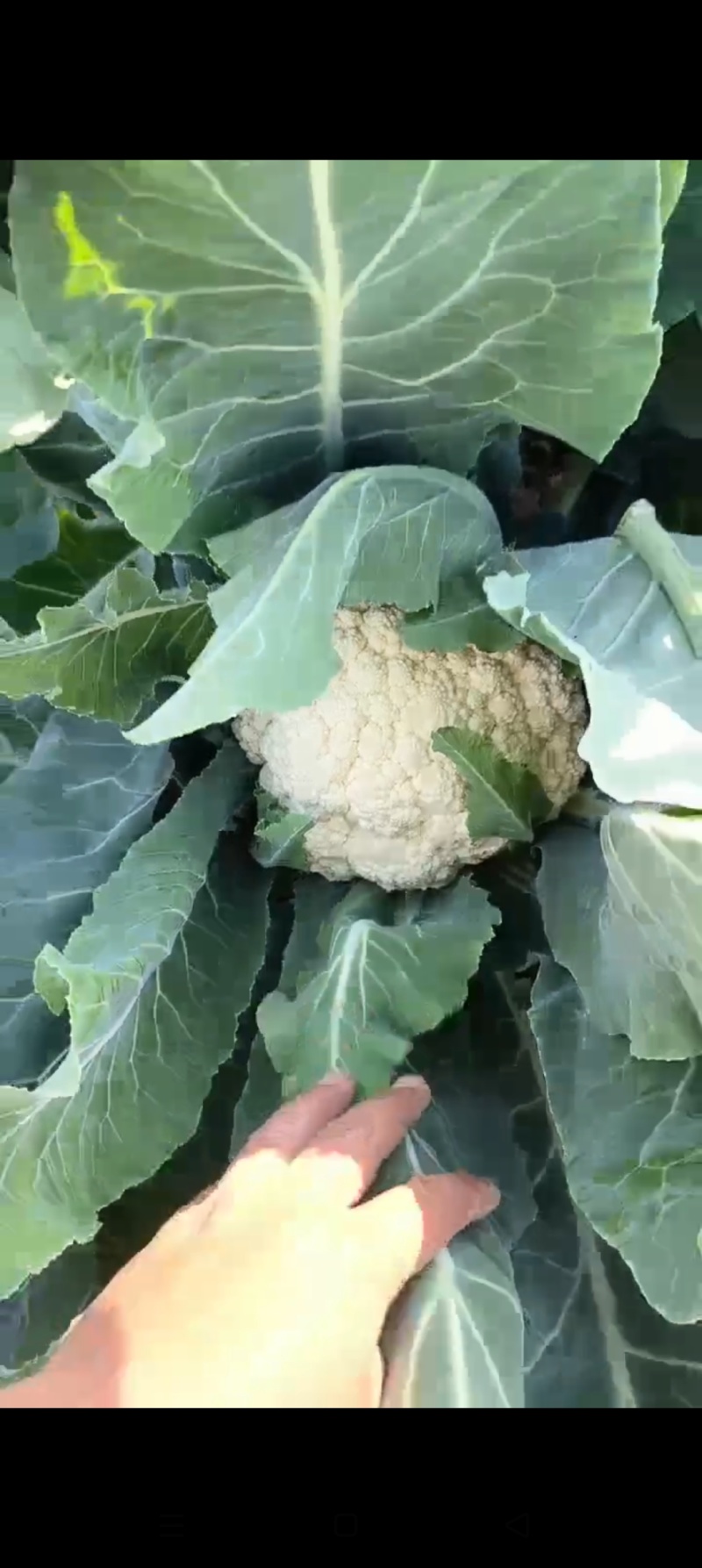 精品有机花菜