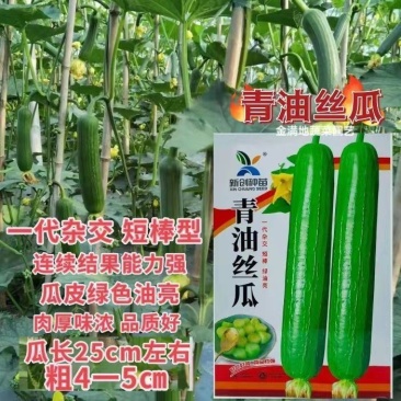 新创青油丝瓜种子早熟杂交短棒肉厚味浓皮绿油亮丝瓜种子蔬菜