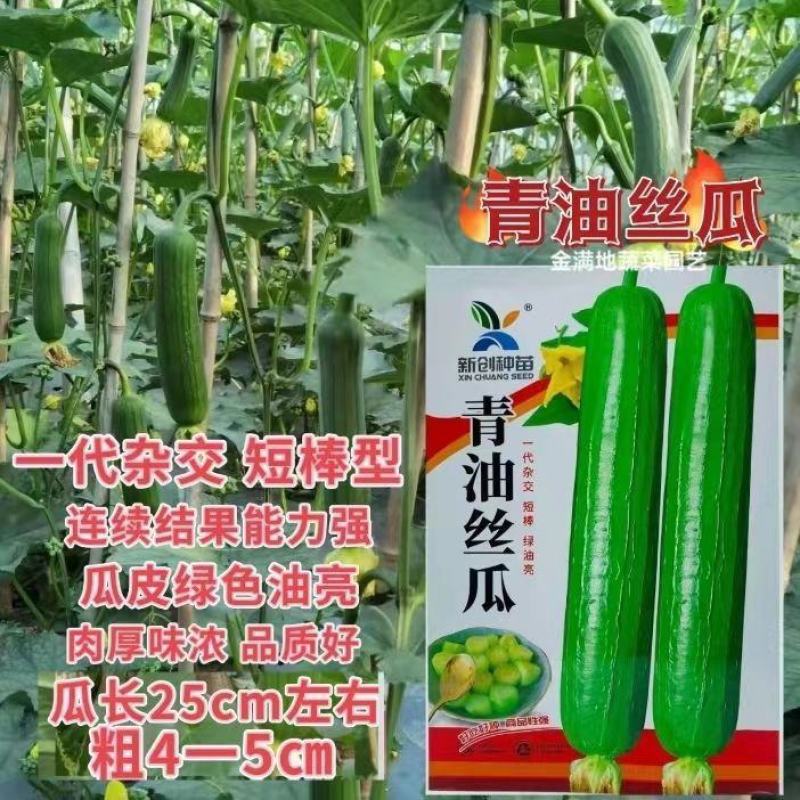新创青油丝瓜种子早熟杂交短棒肉厚味浓皮绿油亮丝瓜种子蔬菜