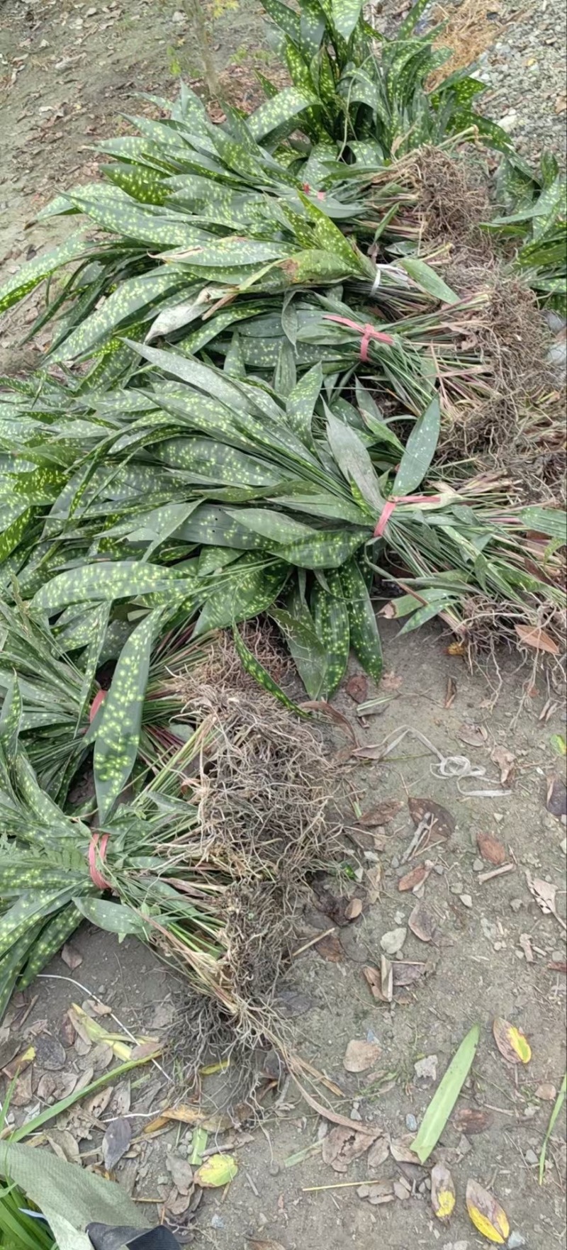 贵州一叶兰批发贵州苗木基地供应各类规格一叶兰直销