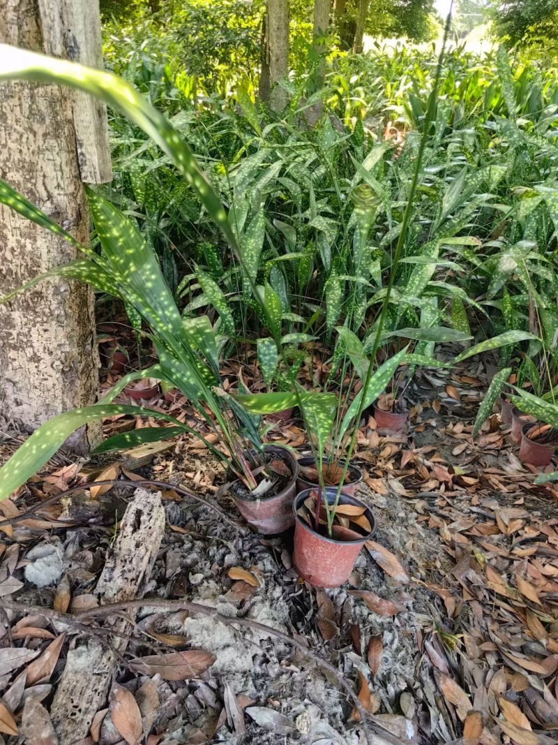 贵州一叶兰批发贵州苗木基地供应各类规格一叶兰直销