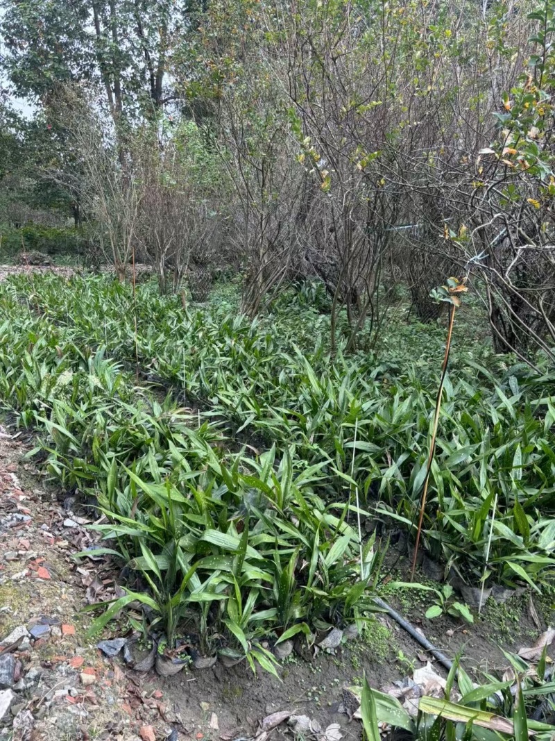贵州一叶兰批发贵州苗木基地供应各类规格一叶兰直销