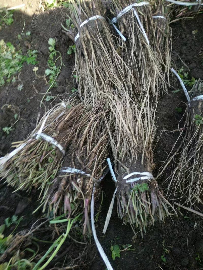 岷县原产地优质当归苗