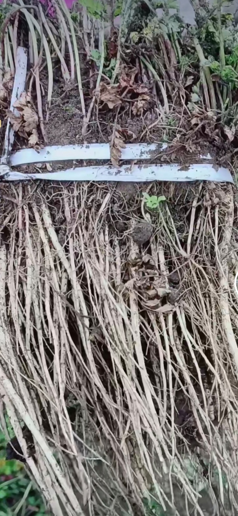 岷县原产地优质当归苗