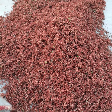 【大红袍花椒】花椒，量大从优，可零售，可批发，诚信经营
