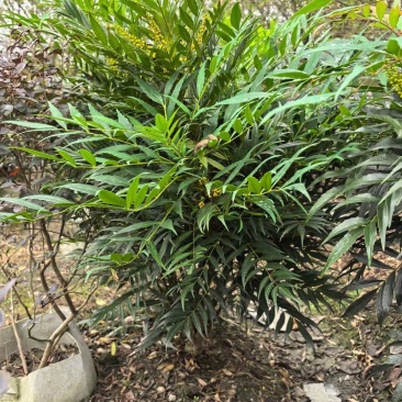 成都十大功劳批发成都苗木基地供应各类规格十大功劳基地