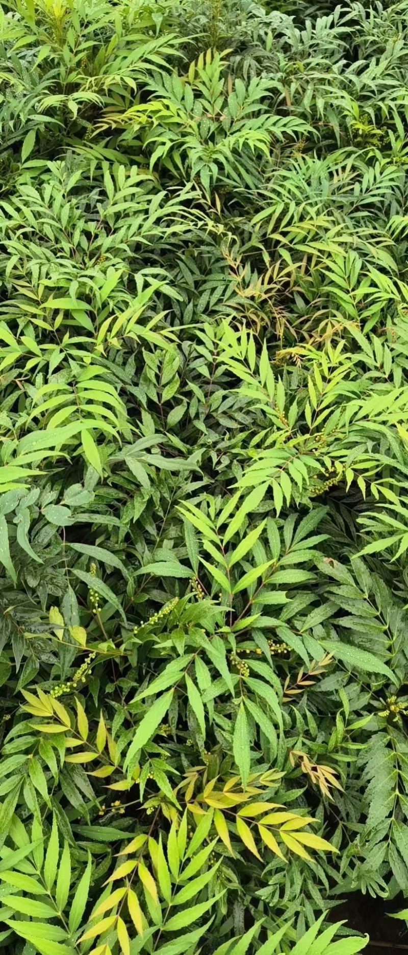 成都十大功劳批发成都苗木基地供应各类规格十大功劳基地