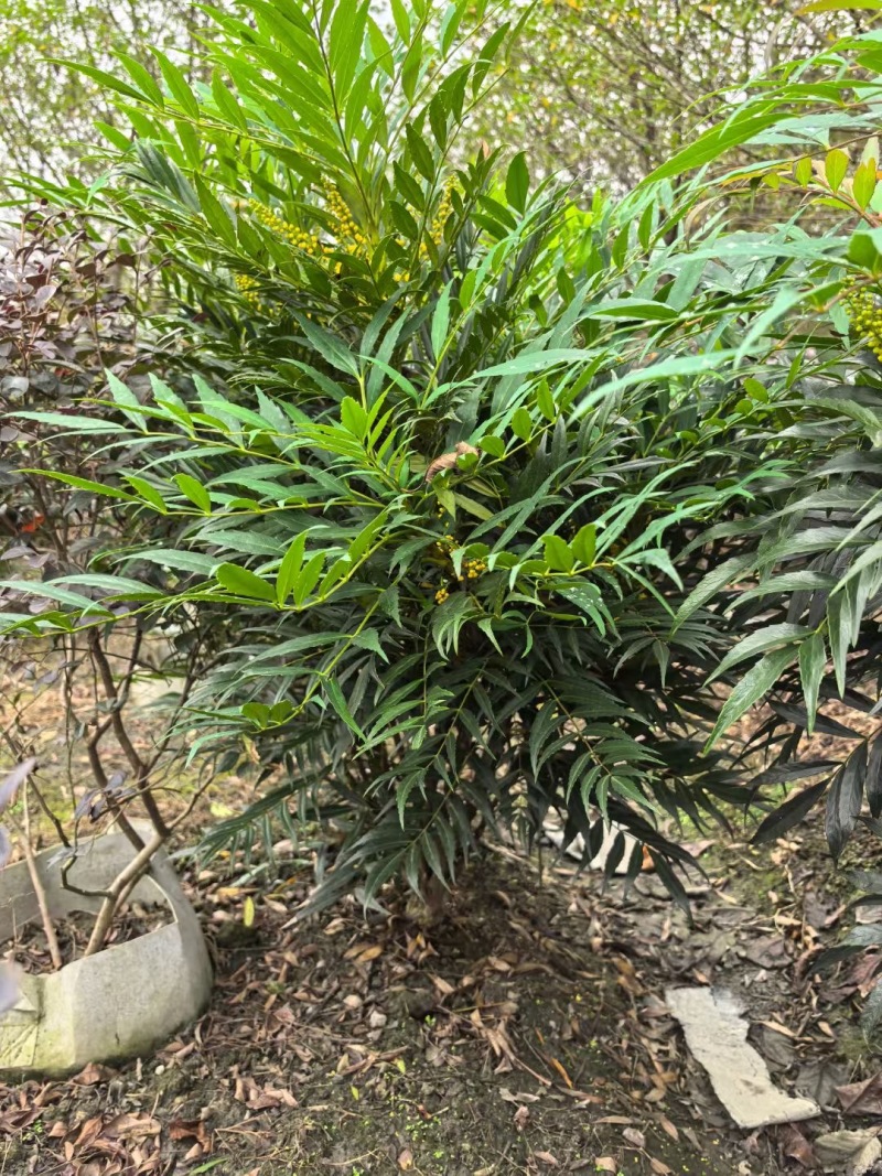 成都十大功劳批发成都苗木基地供应各类规格十大功劳基地