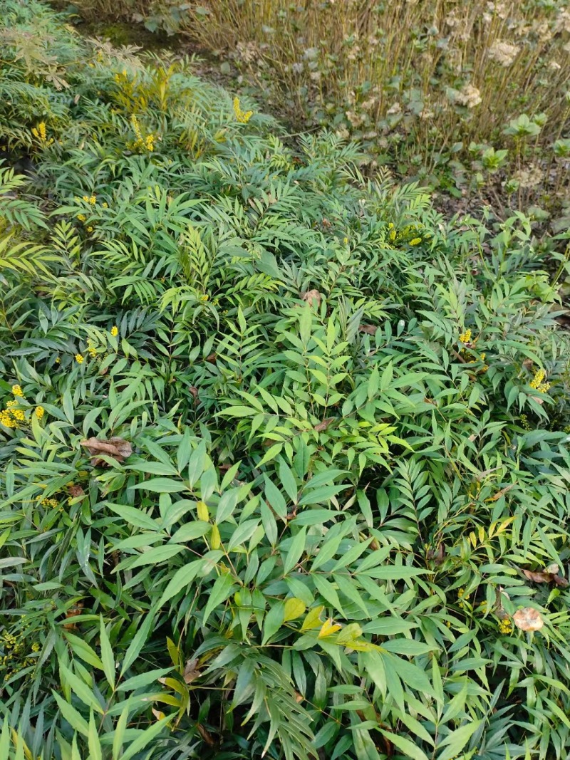 重庆十大功劳批发重庆苗木基地供应各类规格十大功劳基地