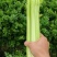 西芹预售