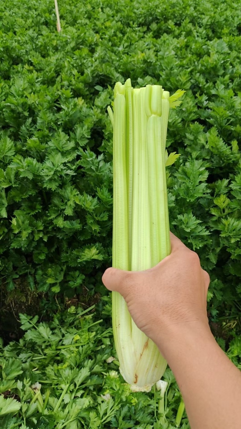 西芹预售