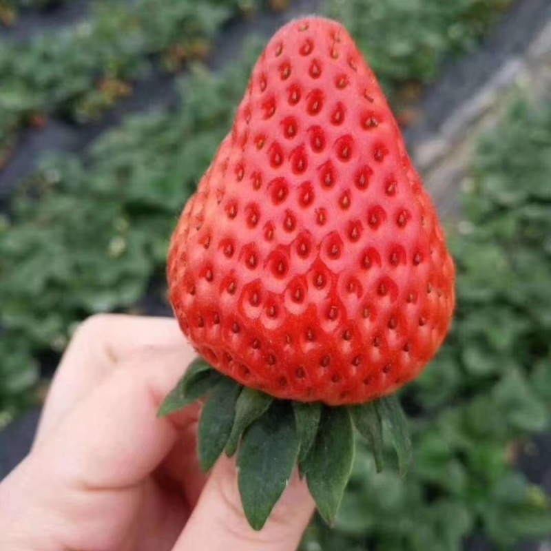 【热卖】安徽精品草莓红颜草莓口感好产地直发品质保障