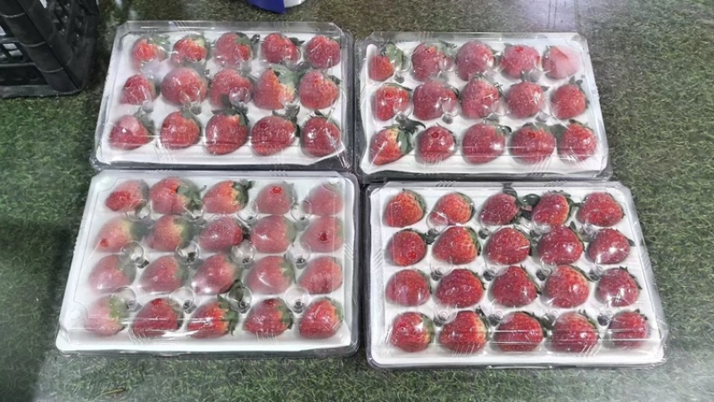 【热卖】安徽精品草莓红颜草莓口感好产地直发品质保障