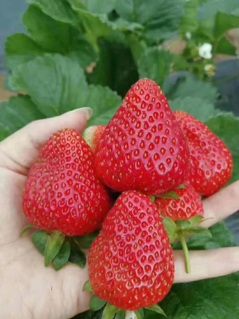 【热卖】安徽精品草莓红颜草莓口感好产地直发品质保障