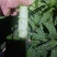 【推荐】山东莴笋/尖叶莴笋/一手货源/诚信经营/欢迎咨询