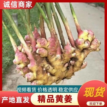 云南精品中黄姜，湖南二号姜，有需要的老板欢迎订购