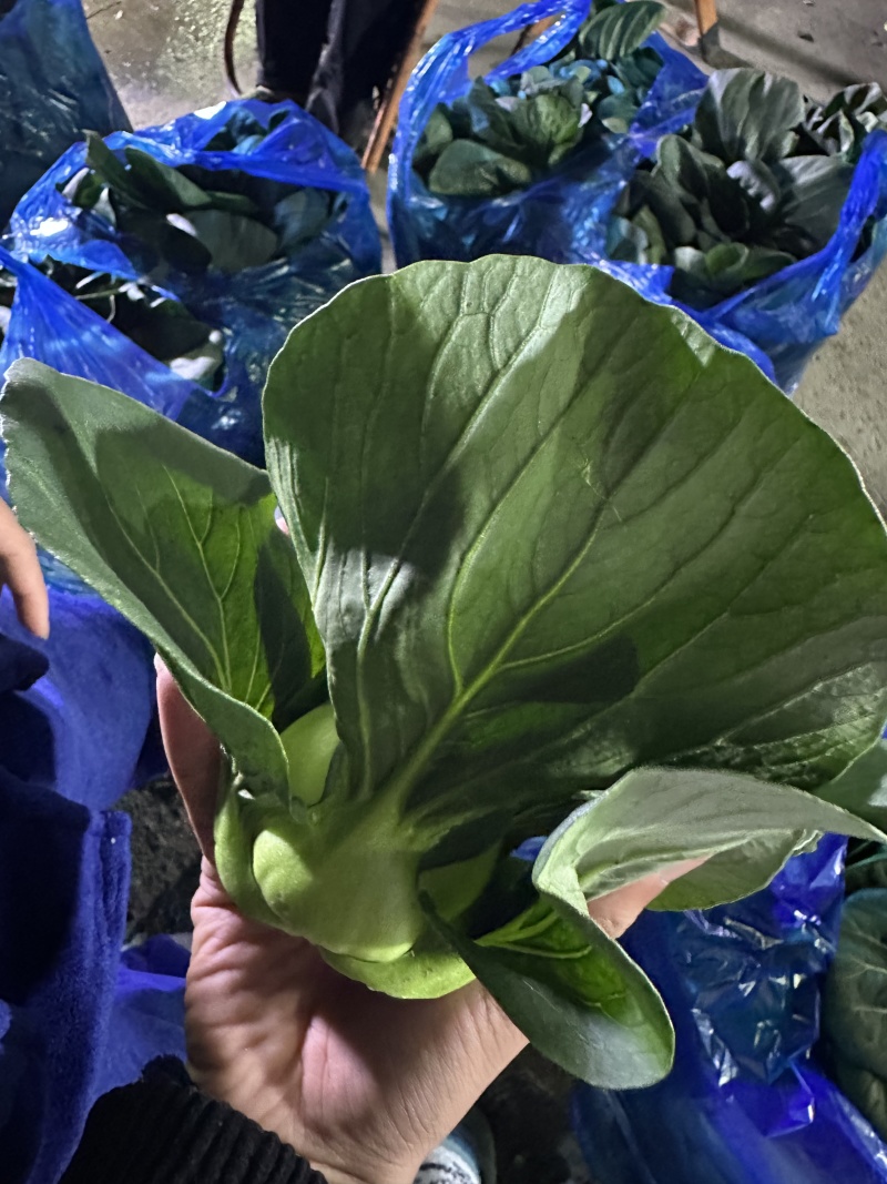 精品苏州青