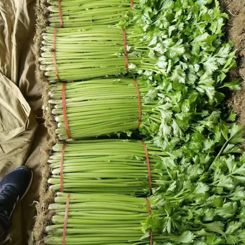 精选实力供货商山东芹菜小香芹量大价优基地直发价格美丽