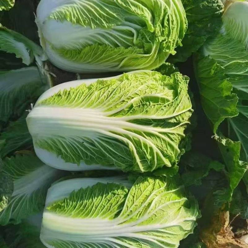 精选黄心白菜大白菜山东白菜单颗4-6斤价格实惠欢迎电联