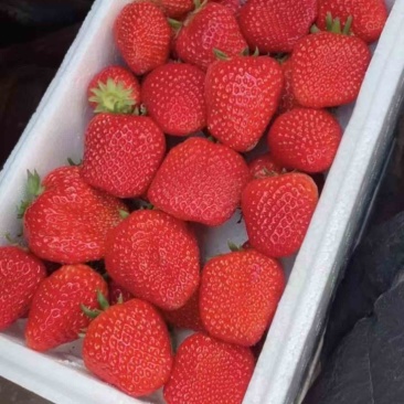 藏香奶油草莓🍓
