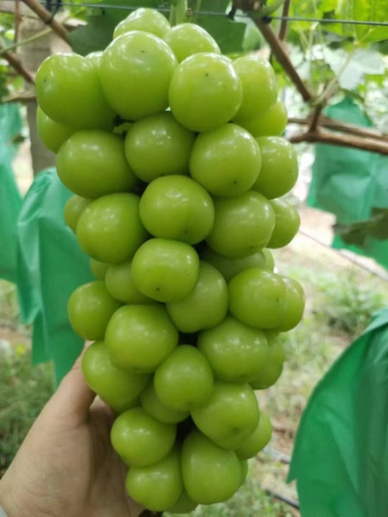 【阳光玫瑰】辽宁葡萄/大量上市/价格便宜/供应全国市场