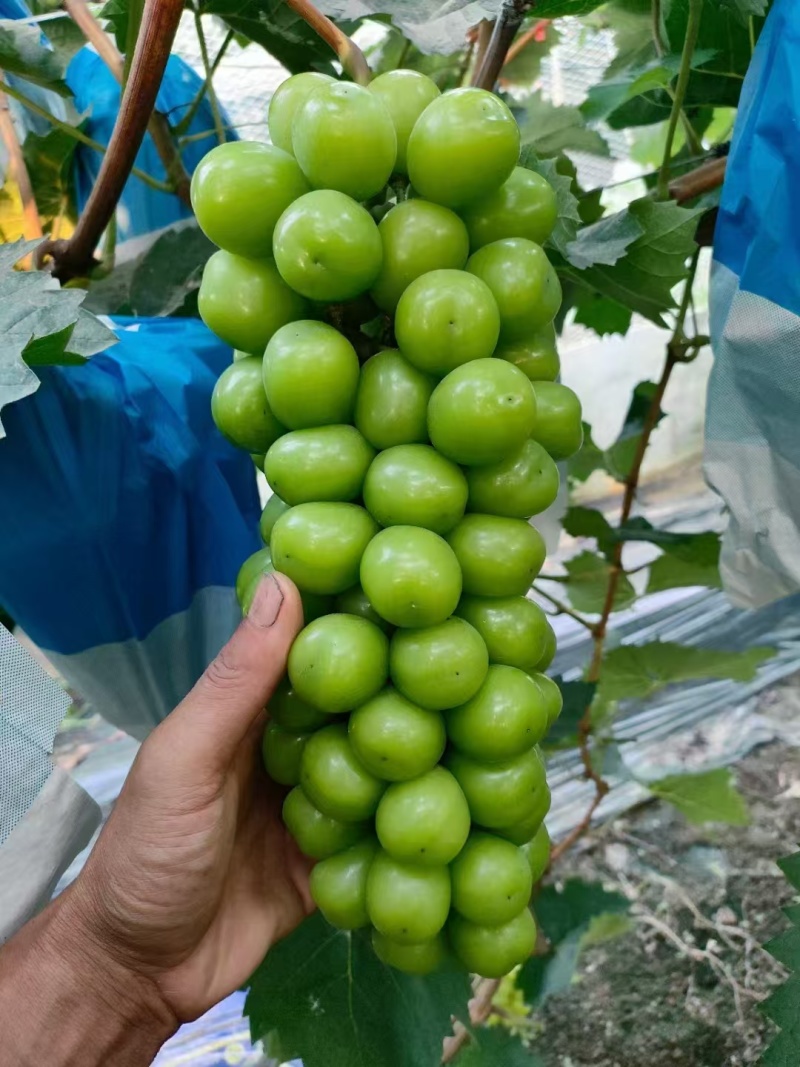 【阳光玫瑰】辽宁葡萄/大量上市/价格便宜/供应全国市场