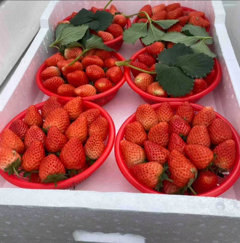 宁玉奶油草莓，天仙醉，诚信经营客户放心，，售后保证