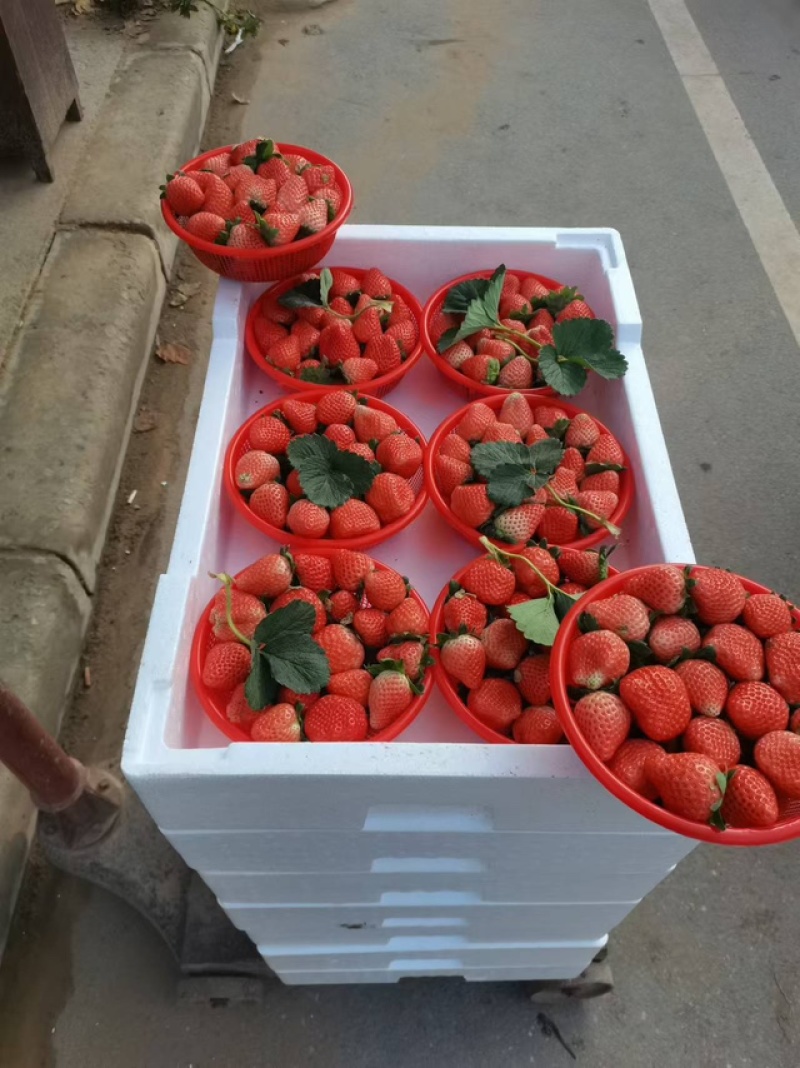 宁玉奶油草莓，天仙醉，诚信经营客户放心，，售后保证