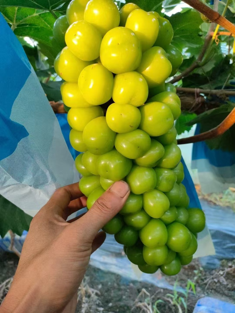 【阳光玫瑰】辽宁葡萄/大量上市/价格便宜/供应全国市场