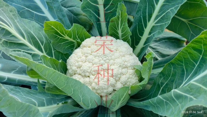 菜花苗青梗有机花菜苗花椰菜苗松花菜苗基地直发